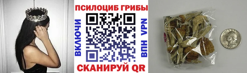 Купить где  Благодарный  Галлюциногенные грибы Psilocybine cubensis 